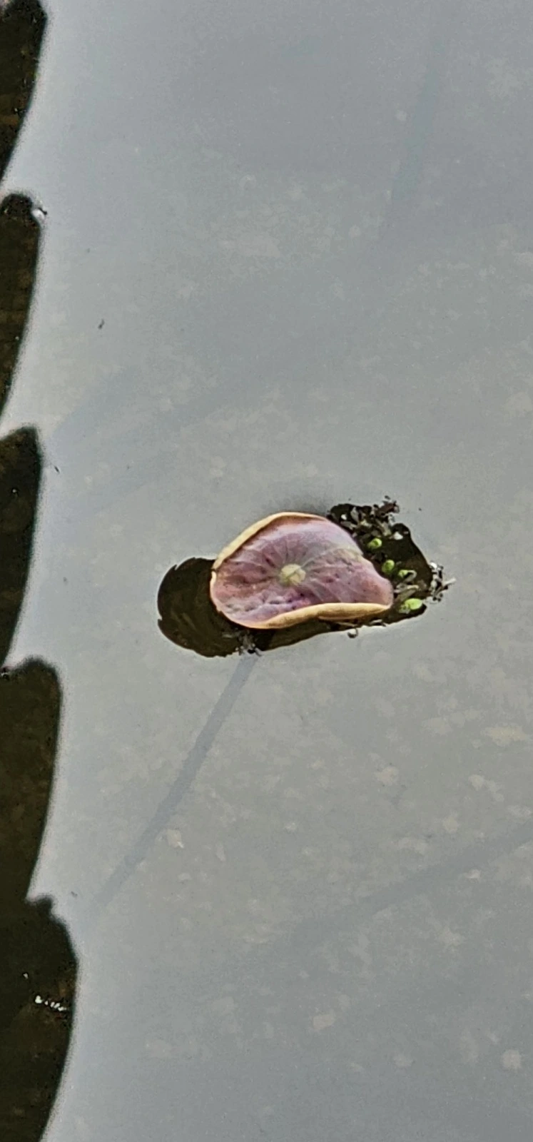 temp_1687383429535.-2061121505.jpeg?type=w773