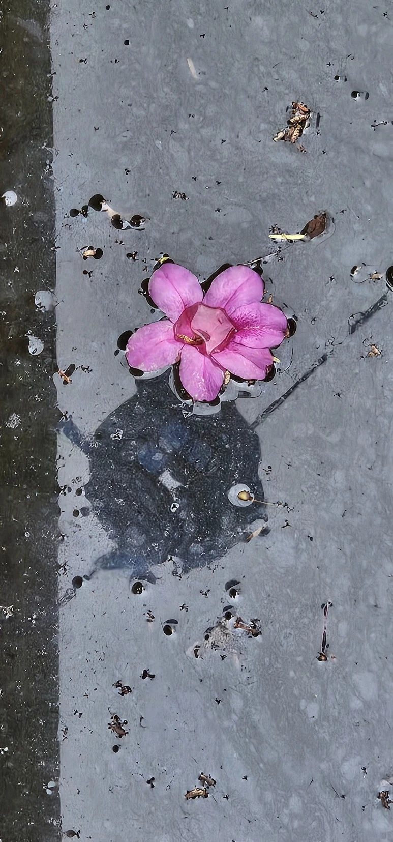 temp_1715810486520.1675566413.jpeg?type=w773