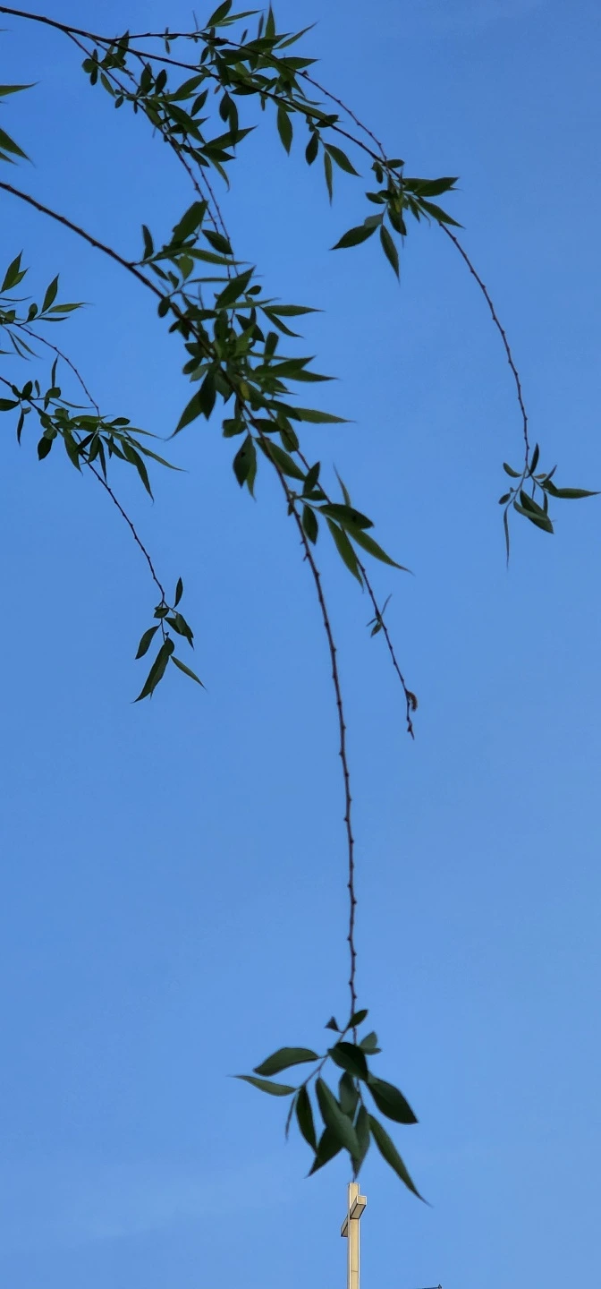 temp_1652048128018.-1337547846.jpeg?type=w773