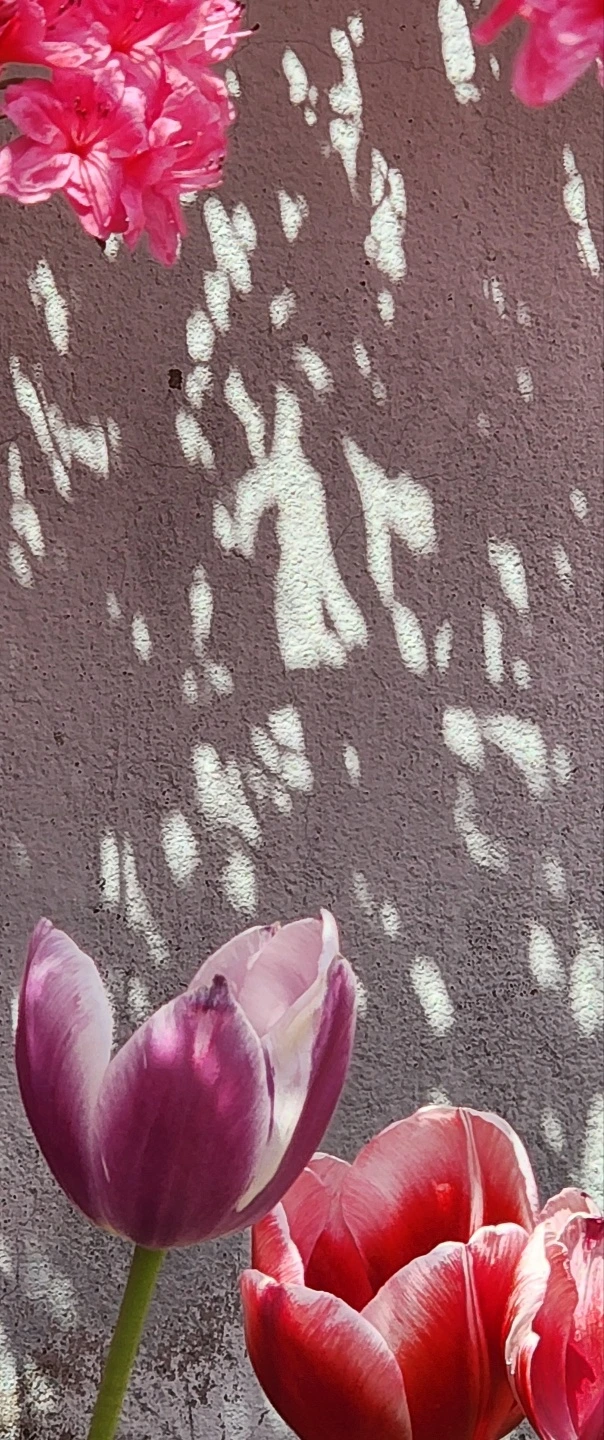 temp_1650840908993.197951928.jpeg?type=w773