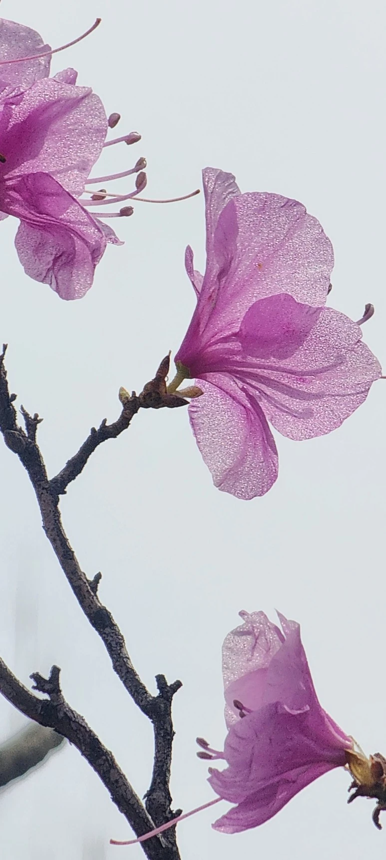 temp_1679958032038.561910786.jpeg?type=w773