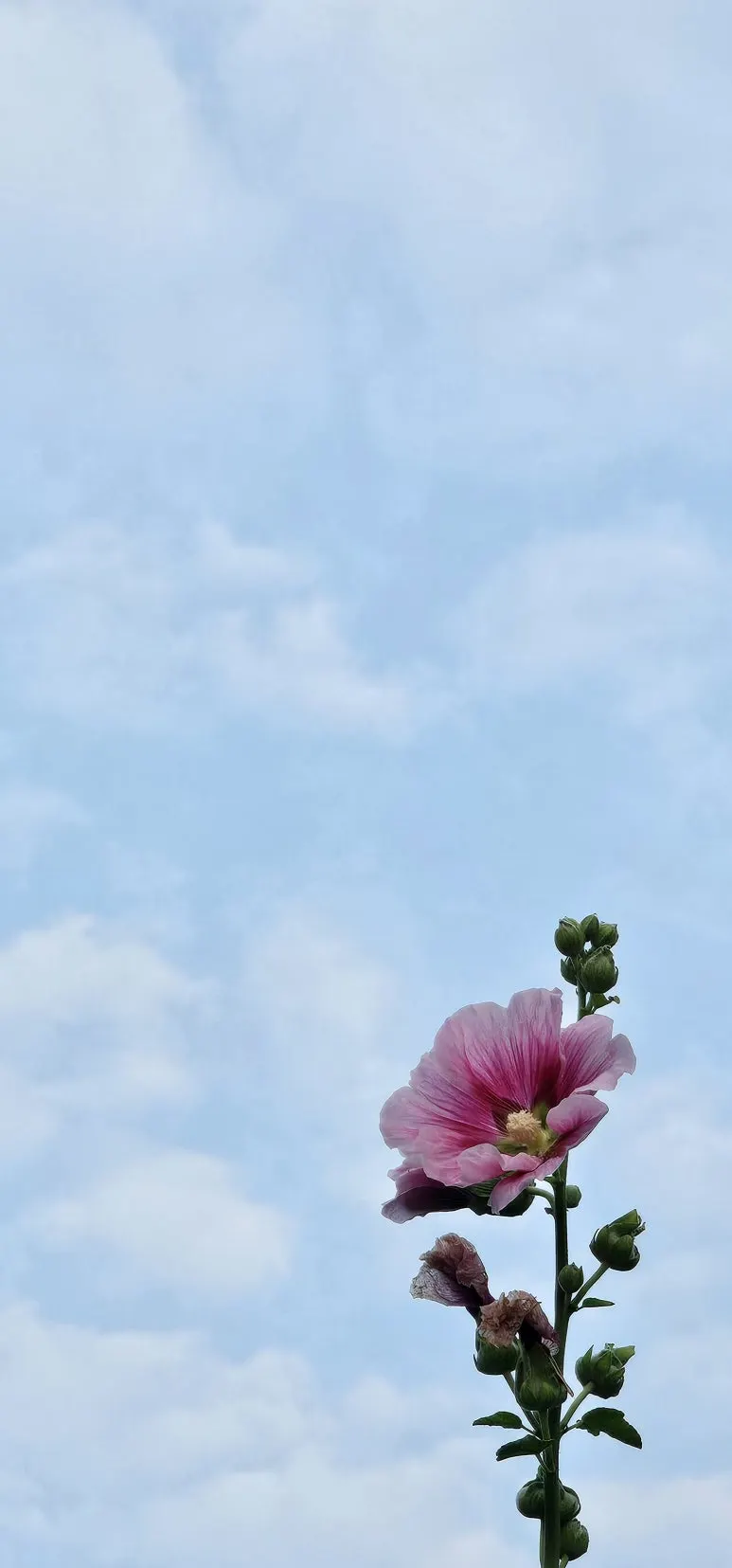 KakaoTalk_20240730_070232359.jpg?type=w773