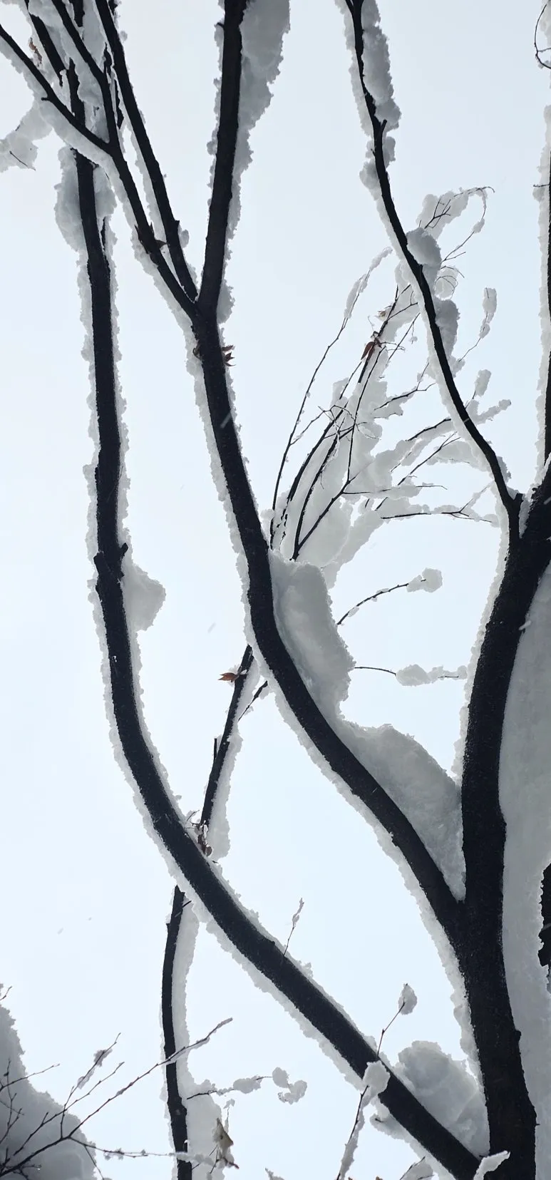 KakaoTalk_20241129_074523970.jpg?type=w773