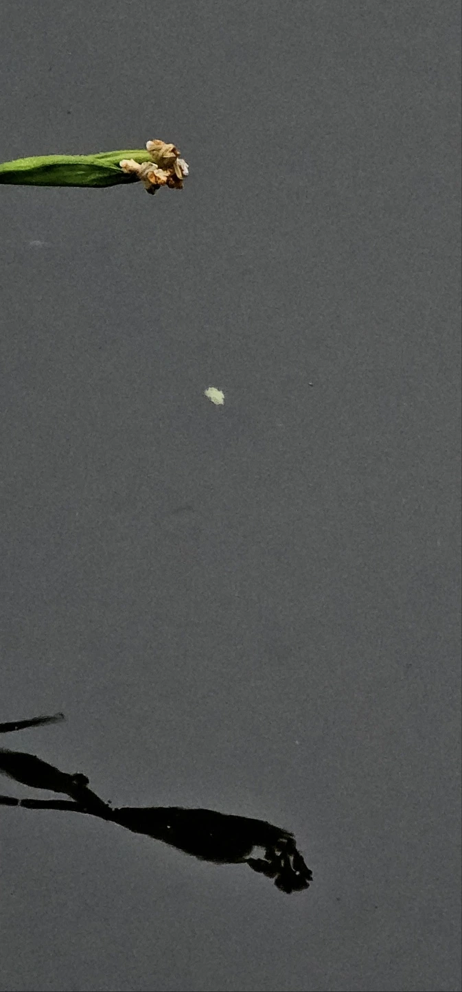 temp_1686696446646.-153454995.jpeg?type=w773