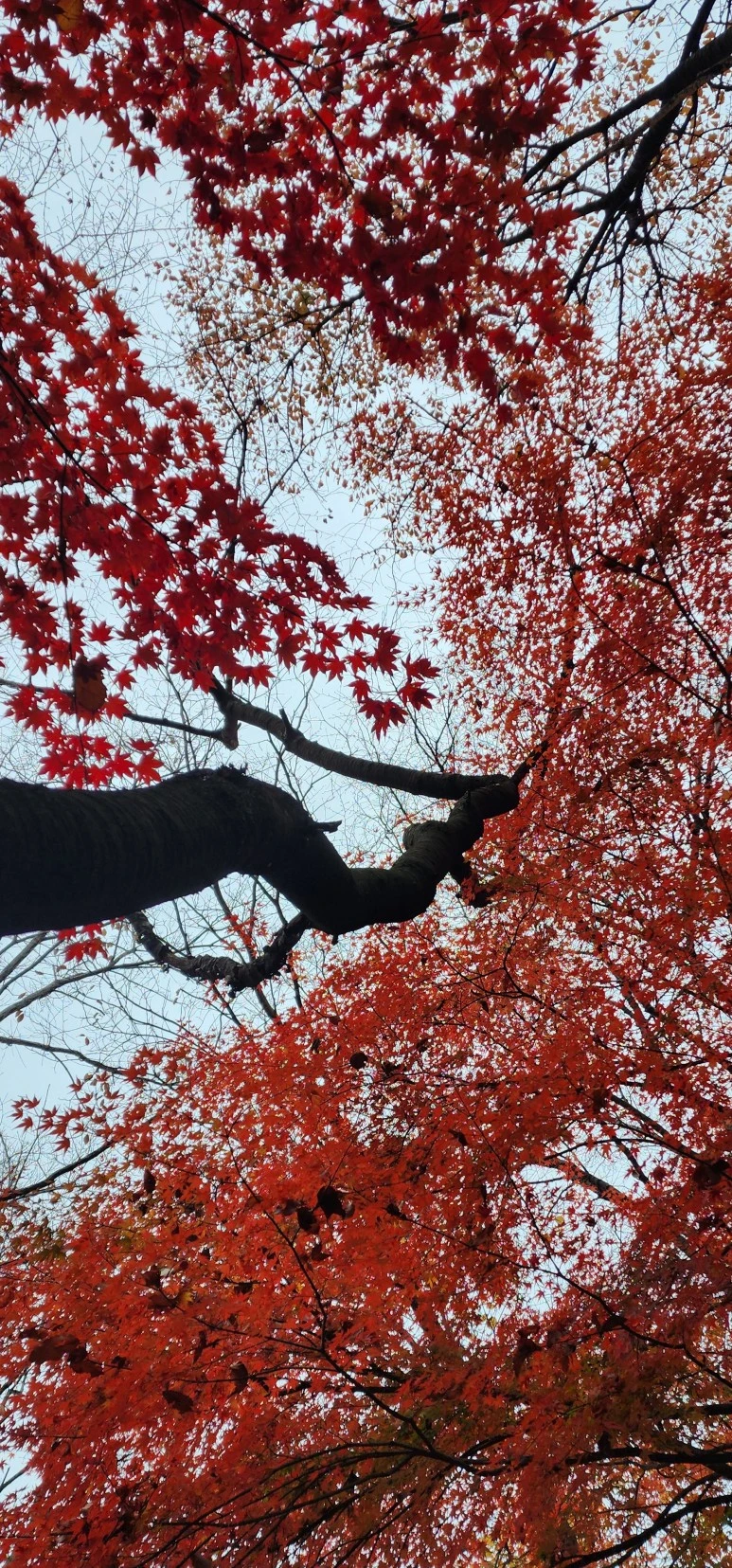 temp_1668379310153.988470679 (1).jpeg