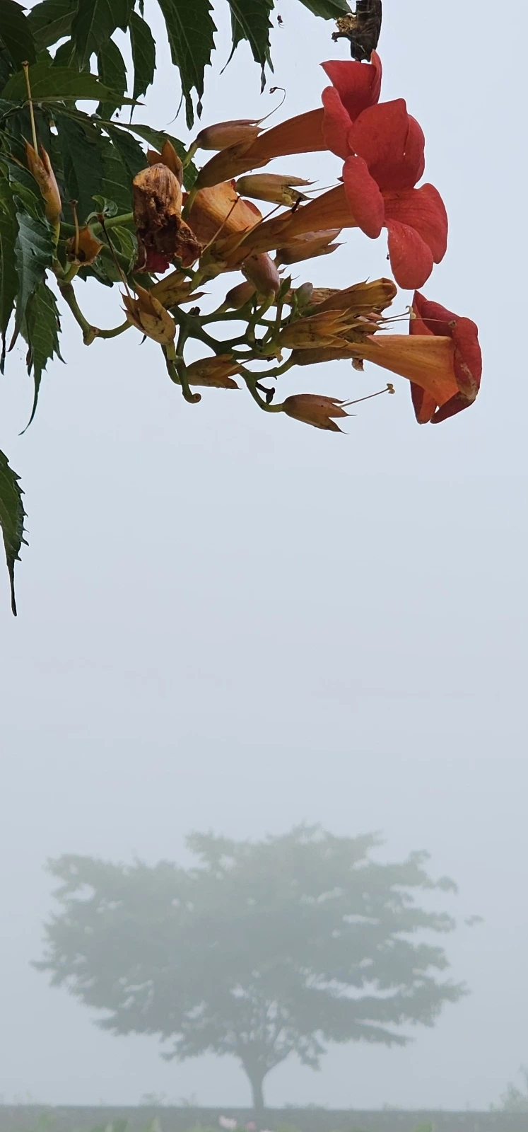 temp_1688419509976.1947454390.jpeg?type=w773