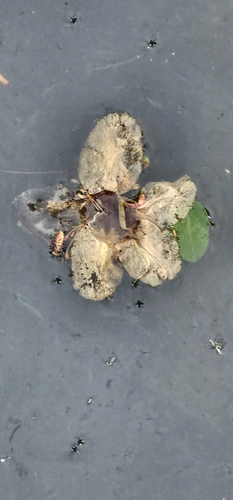 temp_1716160495160.-1406332851.jpeg?type=w773