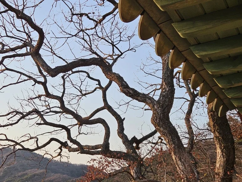 KakaoTalk_20241125_073542580.jpg?type=w773