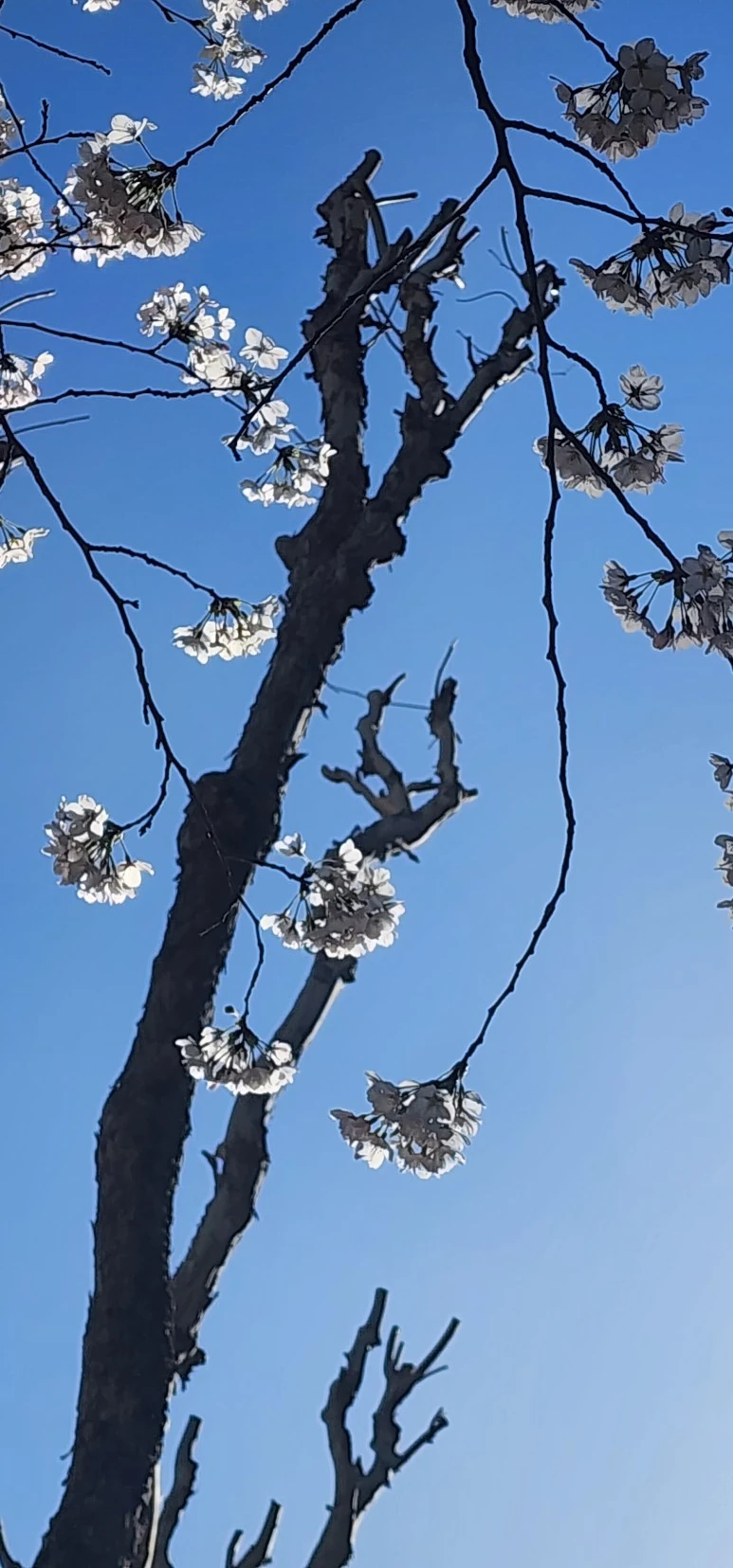 temp_1679958019934.464980797.jpeg?type=w773