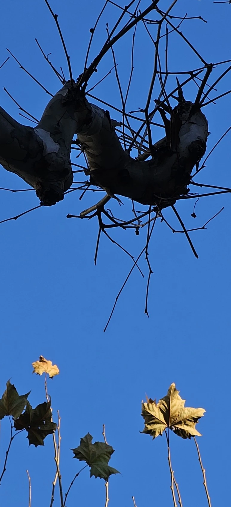 temp_1703802990324.1007853577.jpeg?type=w773