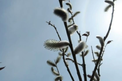 temp_1648592987267.796581962.jpeg?type=w773