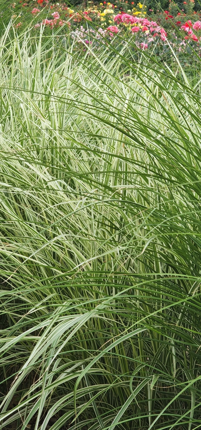 temp_1656368236188.51838807.jpeg?type=w773