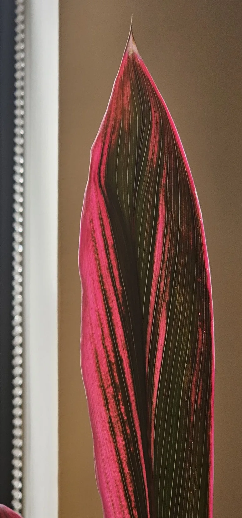 temp_1727304515137.749818700.jpeg?type=w773