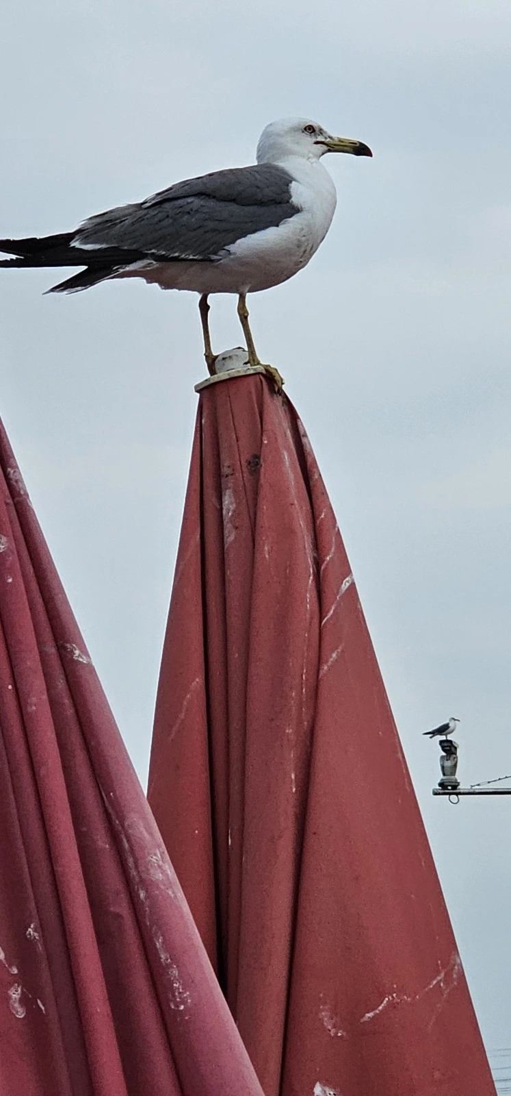 1686608042413.jpg?type=w773