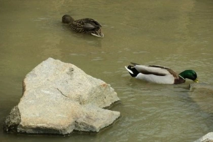 temp_1651012465471.1675718221.jpeg?type=w773