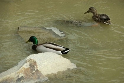 temp_1651012456787.188039517.jpeg?type=w773