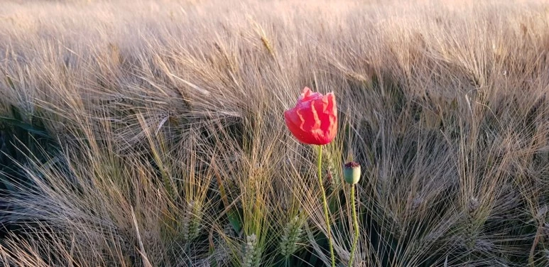 1666648265532.jpg?type=w773