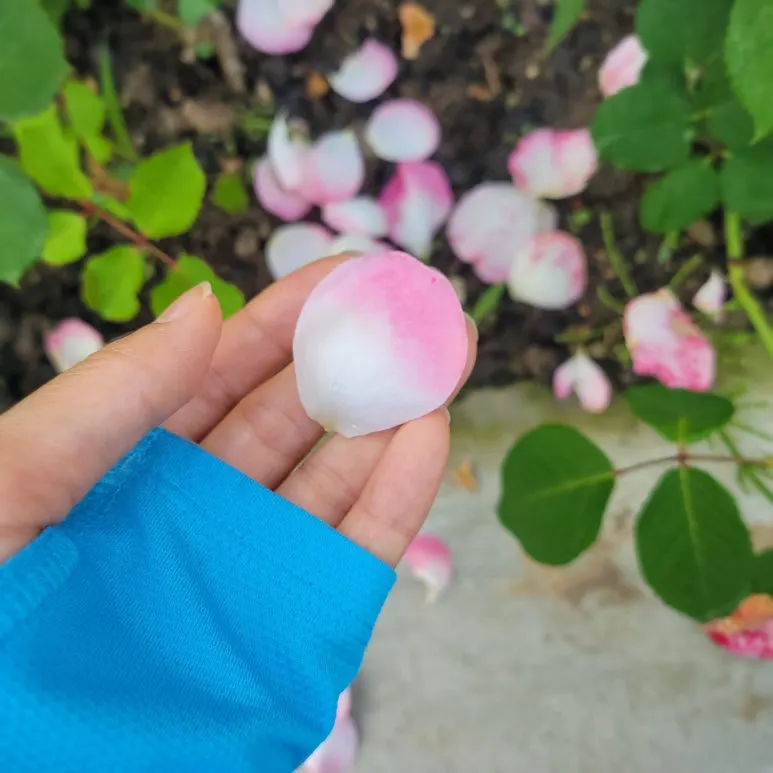 20240517_070243.jpg?type=w773