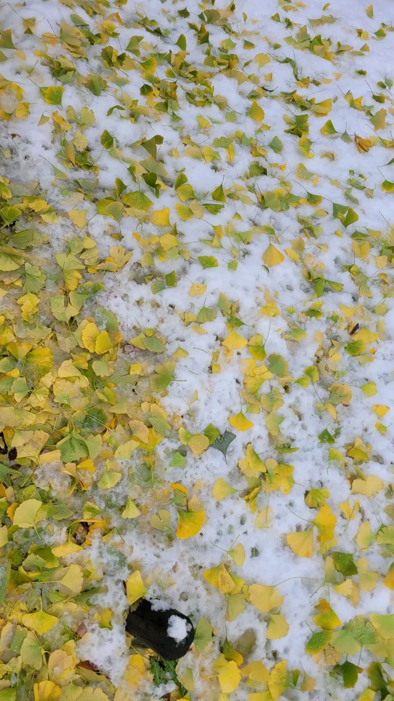 20241128_113201.jpg?type=w773