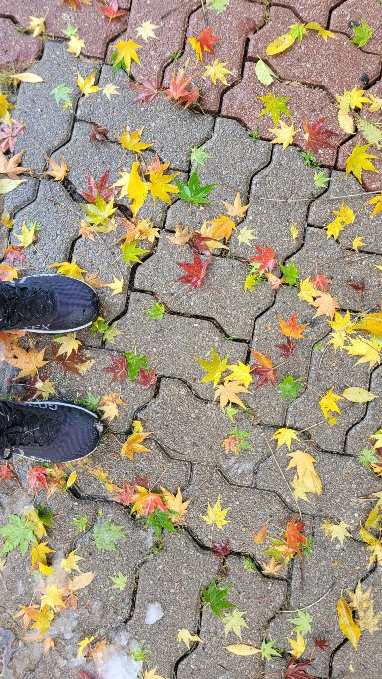 20241128_124510.jpg?type=w773