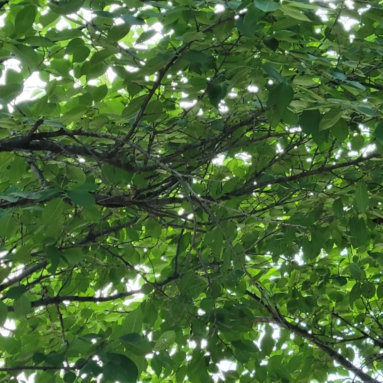 SE-5e0f97ce-fefc-454a-87fd-195196d35c63.jpg?type=w773