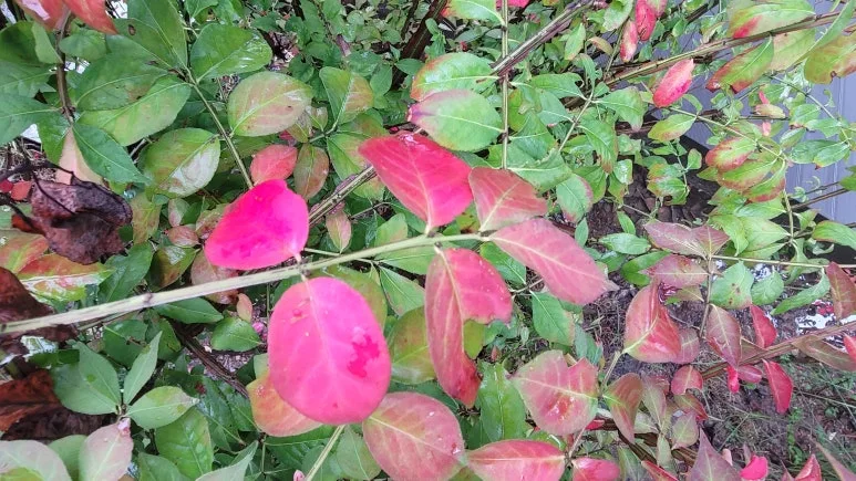 20251011_091158.jpg?type=w773