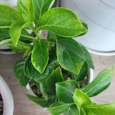 20250912_110910.jpg?type=w386