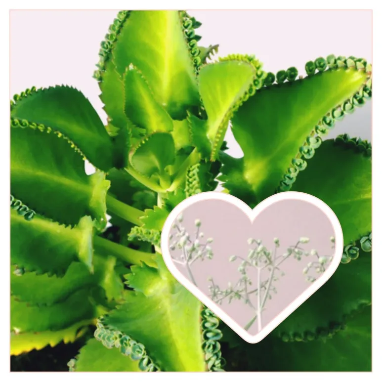 GridArt_20250206_194501256.jpg?type=w773