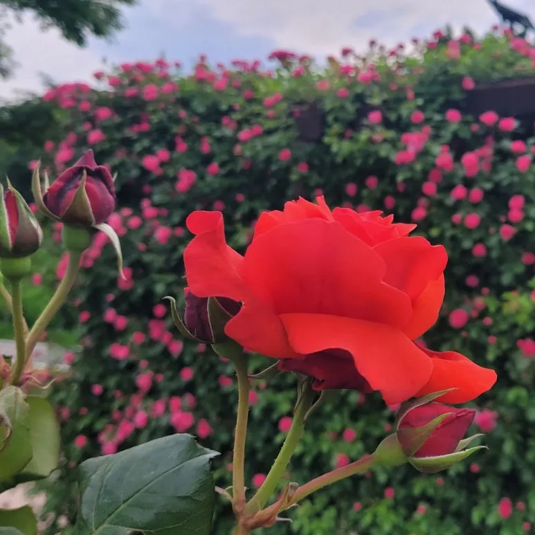 SE-a4dc47cc-cf3d-4bdb-8c39-5df62c267d85.jpg?type=w773