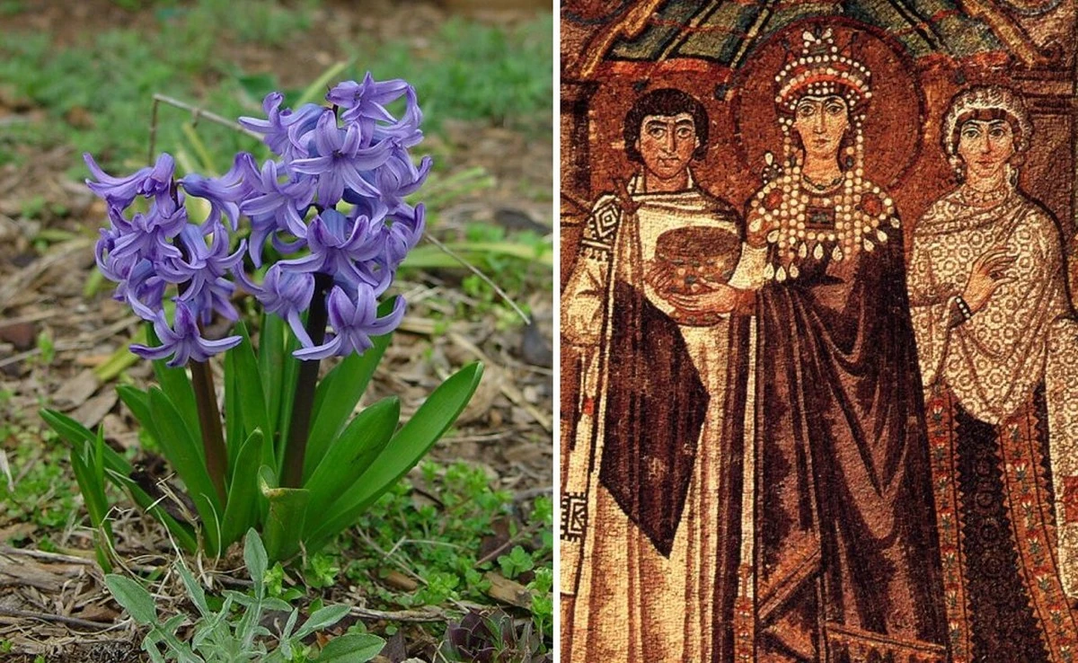 히아신스와 티로스의 염료.jpeg