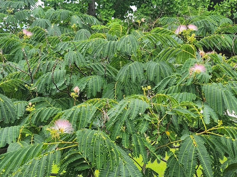 20250718_%EC%9E%90%EA%B7%80%EB%82%98%EB%AC%B4.jpg?type=w1