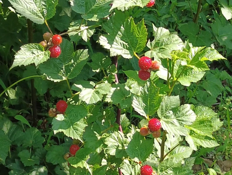 SE-d0889936-cdc5-4996-9b41-662ffeb46246.png?type=w773