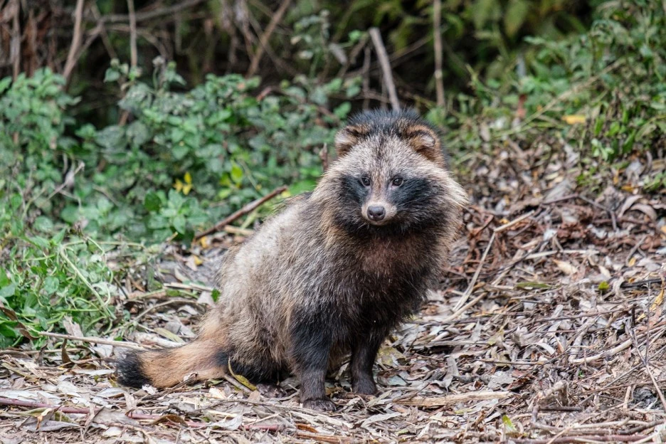 raccoon-dog-5791402_1280.jpg?type=w1