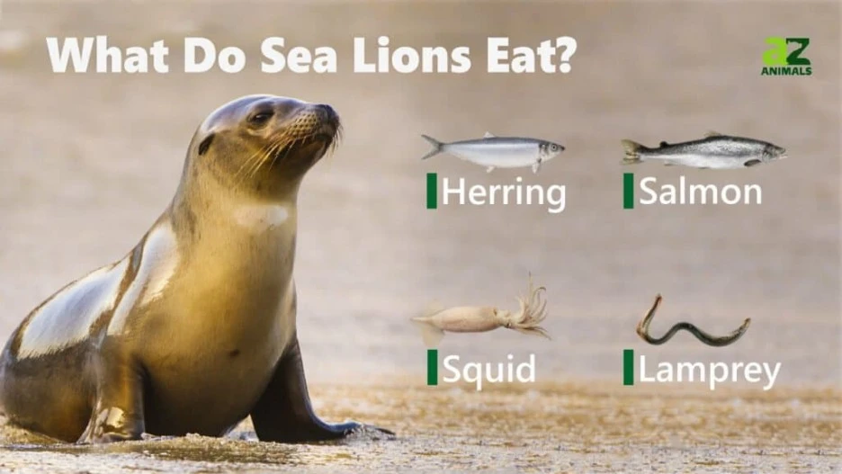 What-Do-Sea-Lions-Eat-1024x576.jpg?type=w1