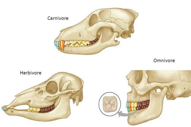5.-Carnivore-teeth.jpg?type=w773
