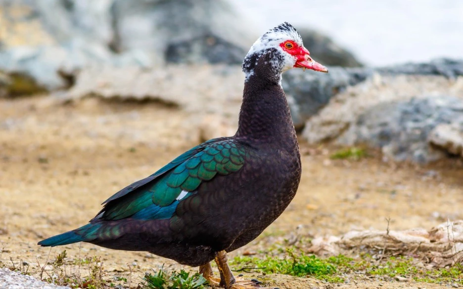 h_muscovy-duck_003_winter_california_allanhack_flickrcc-nd-by-2.0_adult-dome.jpg?type=w1