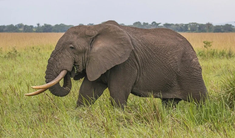 African_elephant_(Loxodonta_africana).jpg?type=w773