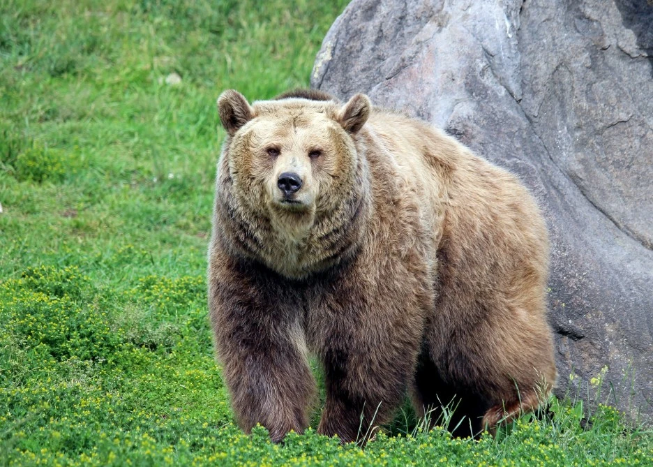 grizzly-bear-ga2a2958a5_1920.jpg?type=w1
