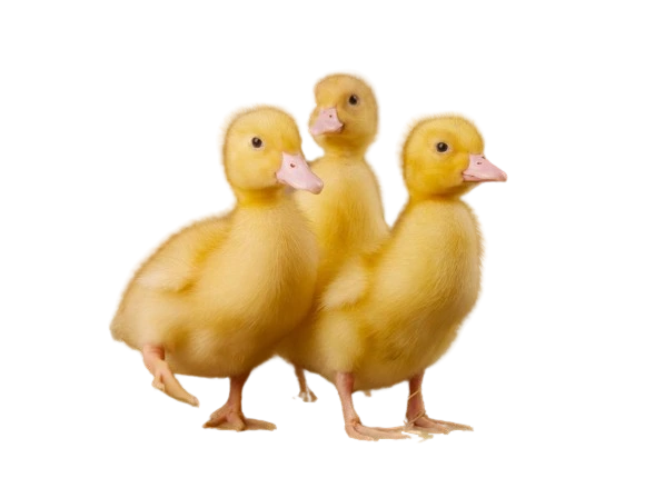 %EB%8B%A4%EC%9A%B4%EB%A1%9C%EB%93%9C_(3).png?type=w1