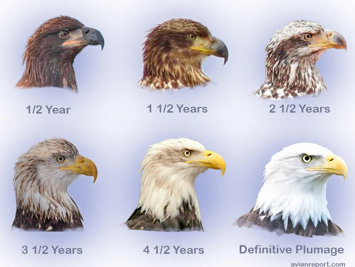 Bald-Eagle-Heads_optimized.jpg?type=w1