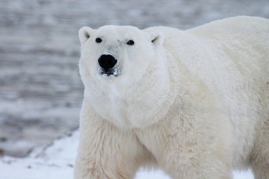 polar-bear-g74a0e614d_1920.jpg?type=w1