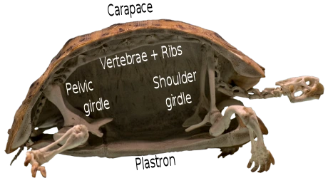 Turtle_skeleton_cross-section,_labelled_as_infographic.svg.png?type=w1