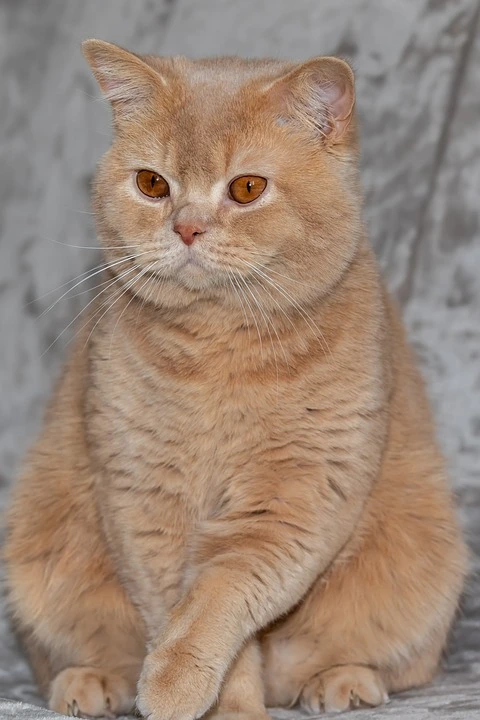 british-shorthair-7019095_960_720.jpg?type=w1