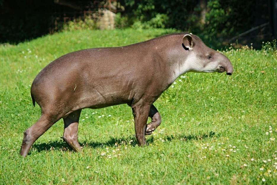 tapir-4155997_1280.jpg?type=w1