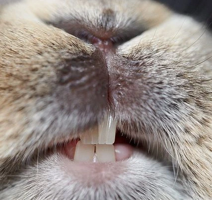 rabbit+incisors.jpg?type=w1