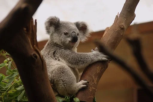 koala-3055832__340.jpg?type=w1