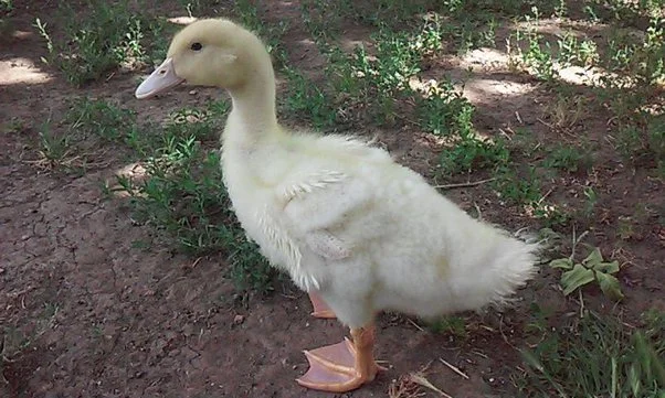 main-qimg-3bd2f14bb4013c032079d2cdd69d67c8-lq.jpg?type=w1