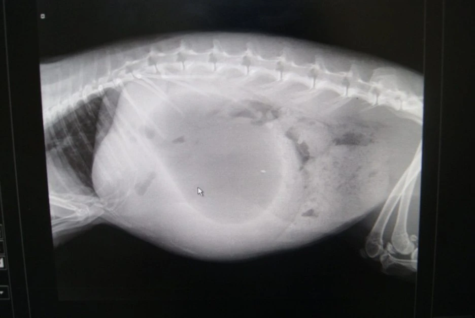 Rabbit-SI-obstruction-3-1024x685.jpg?type=w1