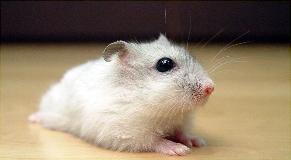 1024px-Pearl_Winter_White_Russian_Dwarf_Hamster_-_Front_(1).jpg?type=w1