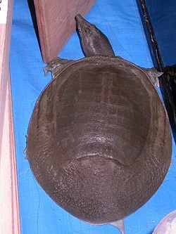 250px-Pelodiscus.jpg?type=w1